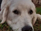 De type Golden Retriever disponible pour saillie