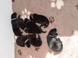 Vends chiots Groenendael LOF