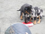 Chiots Beauceron LOF à réserver