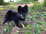À vendre 5 chiots Spitz Allemand LOF