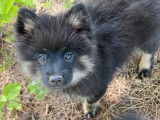 À vendre 5 chiots Spitz Allemand LOF