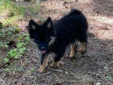 À vendre 5 chiots Spitz Allemand LOF