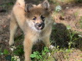 À vendre 5 chiots Spitz Allemand LOF