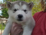 4 chiots Malamutes de l'Alaska LOF gris à réserver