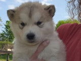 4 chiots Malamutes de l'Alaska LOF gris à réserver