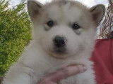 4 chiots Malamutes de l'Alaska LOF gris à réserver