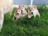 4 chiots Malamutes de l'Alaska LOF gris à réserver