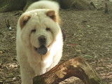 À vendre un chiot femelle Chow Chow blanche LOF