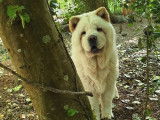 À vendre un chiot femelle Chow Chow blanche LOF