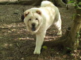 À vendre un chiot femelle Chow Chow blanche LOF