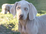 10 chiots Braque de Weimar gris LOF à acheter