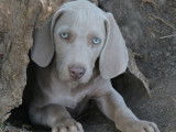 10 chiots Braque de Weimar gris LOF à acheter