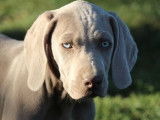 10 chiots Braque de Weimar gris LOF à acheter