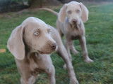 10 chiots Braque de Weimar gris LOF à acheter