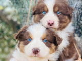 À réserver des chiots Bergers Australiens non LOF