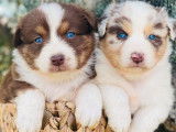 À réserver des chiots Bergers Australiens non LOF