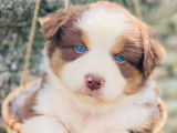 À réserver des chiots Bergers Australiens non LOF