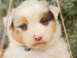 À réserver des chiots Bergers Australiens non LOF