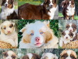 À réserver des chiots Bergers Australiens non LOF