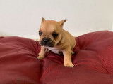 À réserver un chiot femelle Bouledogue Français non LOF au pelage fauve