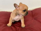À réserver un chiot femelle Bouledogue Français non LOF au pelage fauve