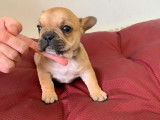 À réserver un chiot femelle Bouledogue Français non LOF au pelage fauve