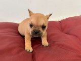 À réserver un chiot femelle Bouledogue Français non LOF au pelage fauve