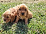 6 chiots Cockers Anglais m&acirc;les non LOF au pelage fauve &agrave; r&eacute;server