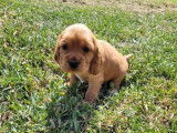 6 chiots Cockers Anglais m&acirc;les non LOF au pelage fauve &agrave; r&eacute;server