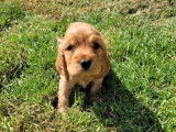 6 chiots Cockers Anglais m&acirc;les non LOF au pelage fauve &agrave; r&eacute;server