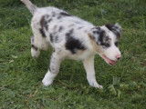2 chiots mâles Border Collie non LOF disponibles tout de suite