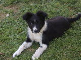 2 chiots mâles Border Collie non LOF disponibles tout de suite