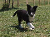 2 chiots mâles Border Collie non LOF disponibles tout de suite