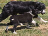 2 chiots mâles Border Collie non LOF disponibles tout de suite