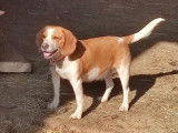 3 chiots croisé Beagles non LOF à réserver