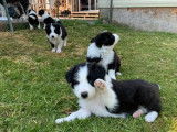 9 chiots Border Collie non LOF à réserver