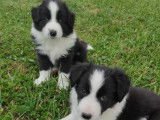 9 chiots Border Collie non LOF à réserver