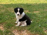 9 chiots Border Collie non LOF à réserver