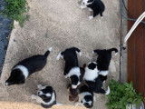 9 chiots Border Collie non LOF à réserver