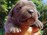 Chiots de race Cane Corso à vendre (6 femelles & 4 mâles)