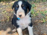 7 chiots Border Collies noir et blanc non LOF à réserver