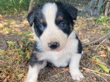 7 chiots Border Collies noir et blanc non LOF à réserver