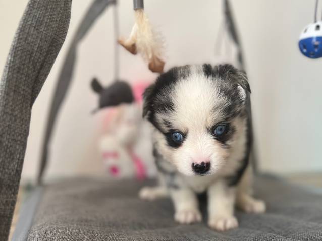 Magnifique chiots Pomsky à vendre : Petite Annonce chien