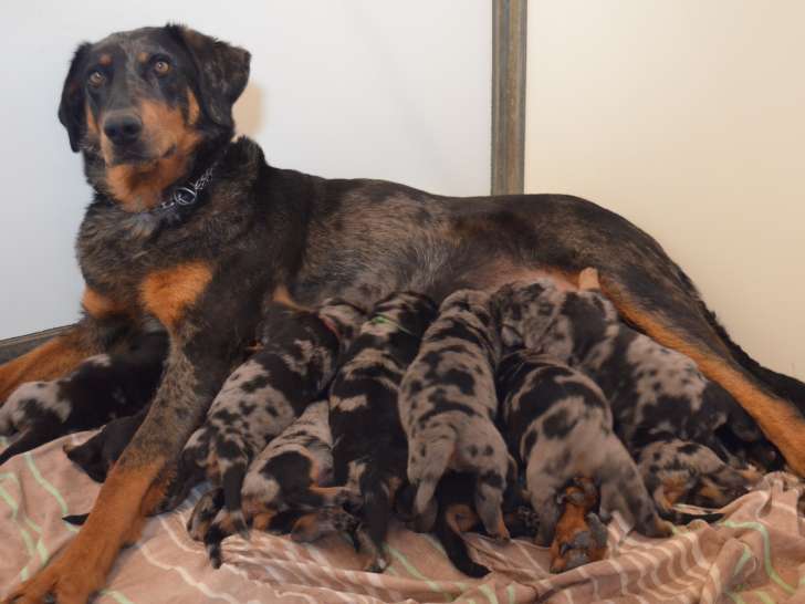 Odessa et ses bébés