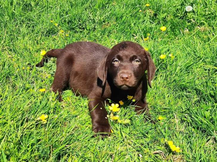 5 chiots Labradors chocolat non LOF de mars 2022 cherchent famille