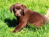 5 chiots Labradors chocolat non LOF de mars 2022 cherchent famille