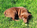 5 chiots Labradors chocolat non LOF de mars 2022 cherchent famille
