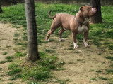 Superbe American Bully Rednose porteur trico dispo