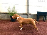 Superbe American Bully Rednose porteur trico dispo