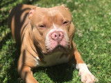 Superbe American Bully Rednose porteur trico dispo